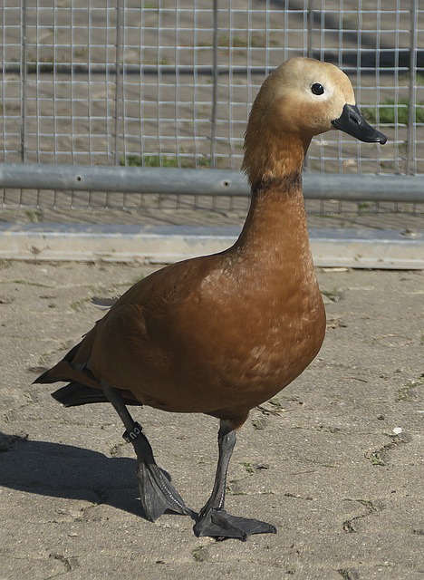 从比赛规模